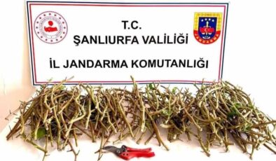 Şanlıurfa’da Fıstık Aşısı Hırsızları Suçüstü Yakalandı