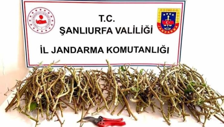 Şanlıurfa’da Fıstık Aşısı Hırsızları Suçüstü Yakalandı
