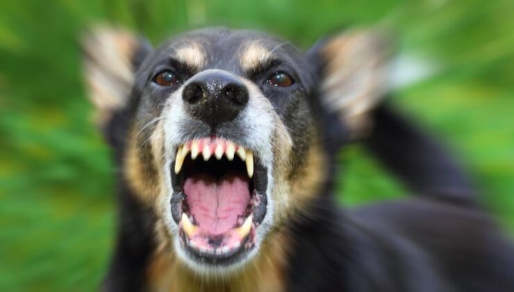 Halfeti’deki Köpek Saldırısıyla İlgili Müfettiş Görevlendirildi
